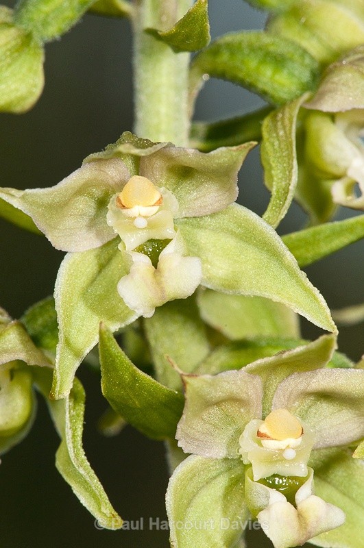 - Orchids - Various