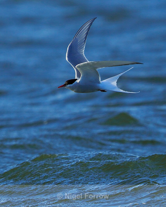 Arctic Tern in flight at Farmoor - Arctic Tern