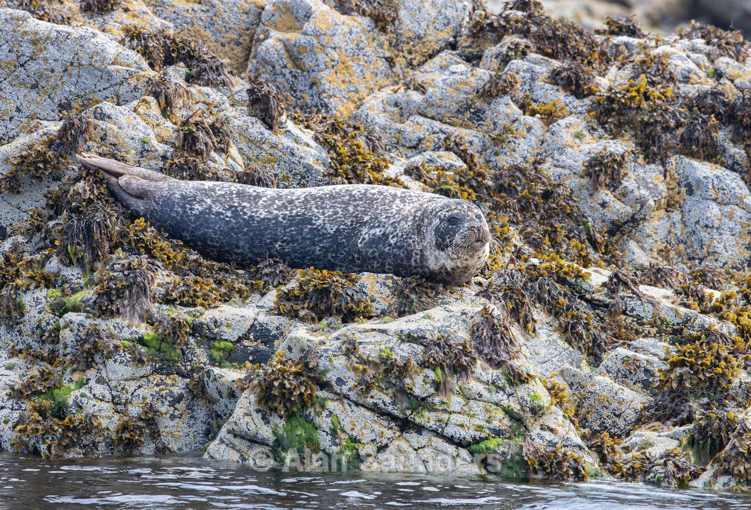 Common Seal 19