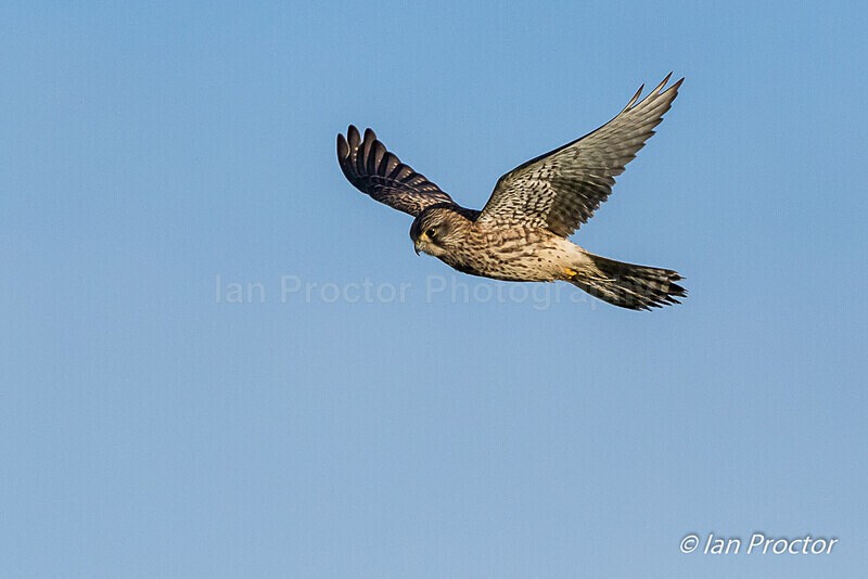 The Wind Hoverer! - Kestrel (Falco tinnunculus) - Nature