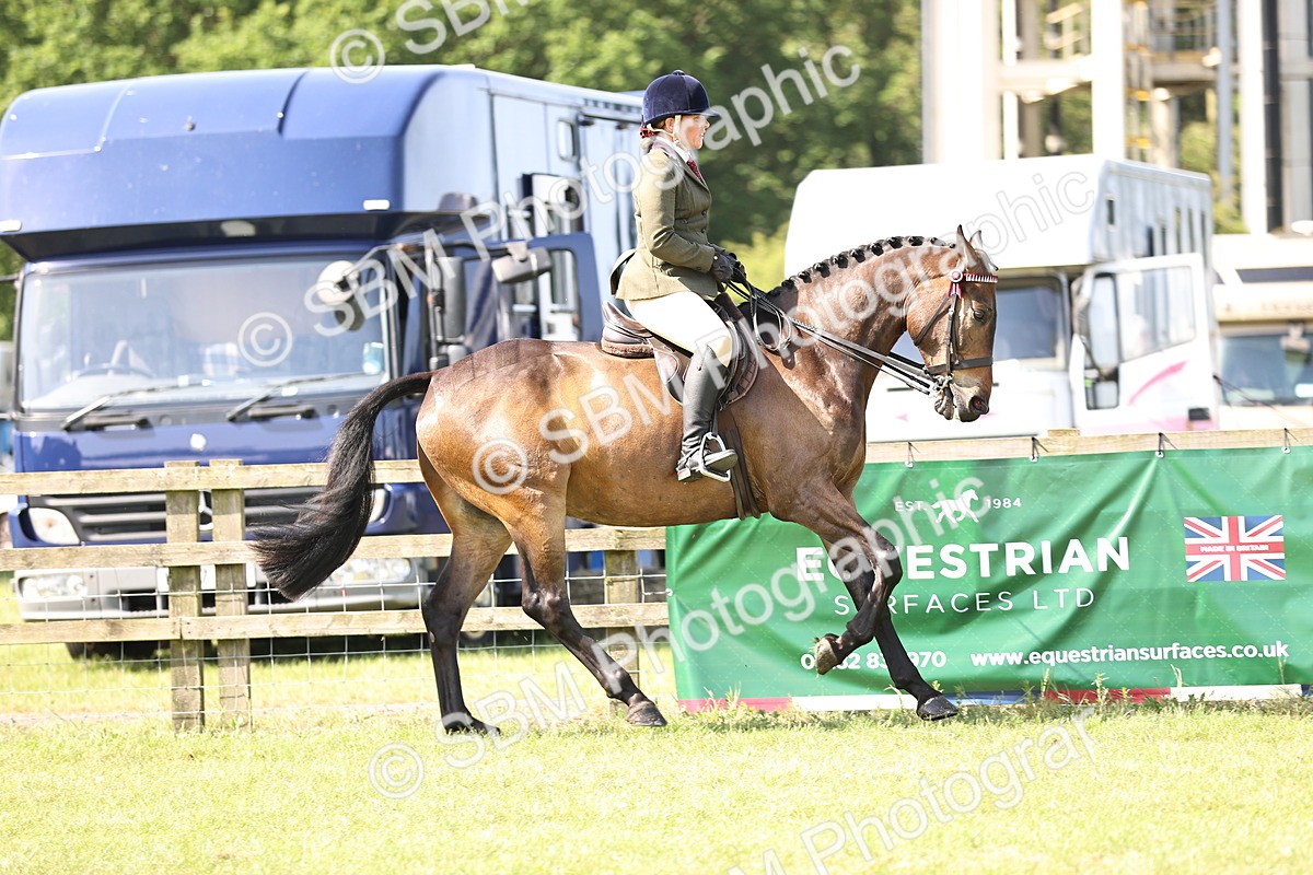 SBM_12985 - Class 75-76 LIHS BSHA Rising Star Hack Riding Horse