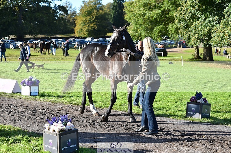 231022-104828-23504 - 489-MY.GALWAY.MAN-Daisy.Hood-TrotUp+SJ