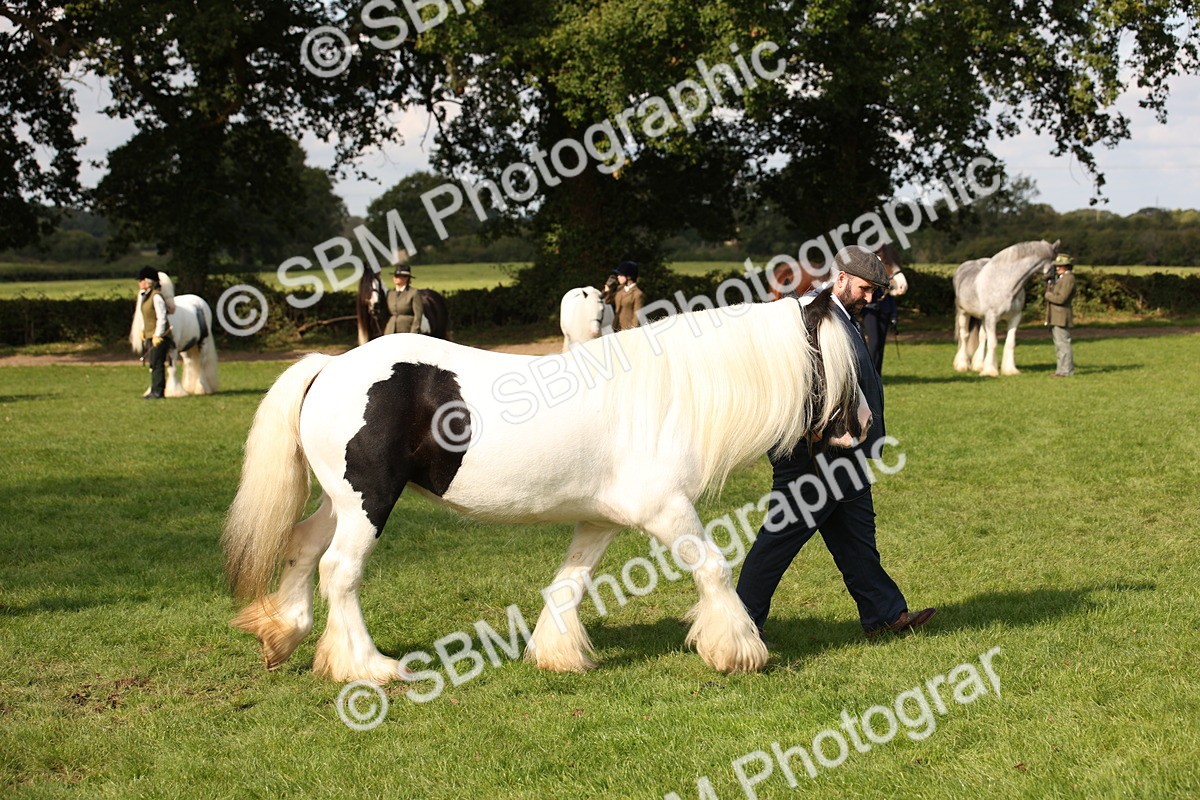 SBM_62291 - S55 - Traditional Cob In Hand