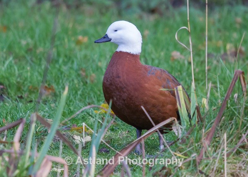 Astland Photography, Bird and Wildlife Images, Susan and Peter Wilson, U.K.