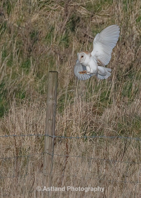 Astland Photography, Bird and Wildlife Images, Susan and Peter Wilson, U.K.