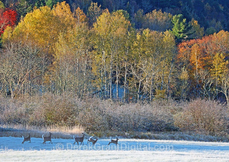 Whitetails in Autumn - New Brunswick Canada - Autumn Foliage