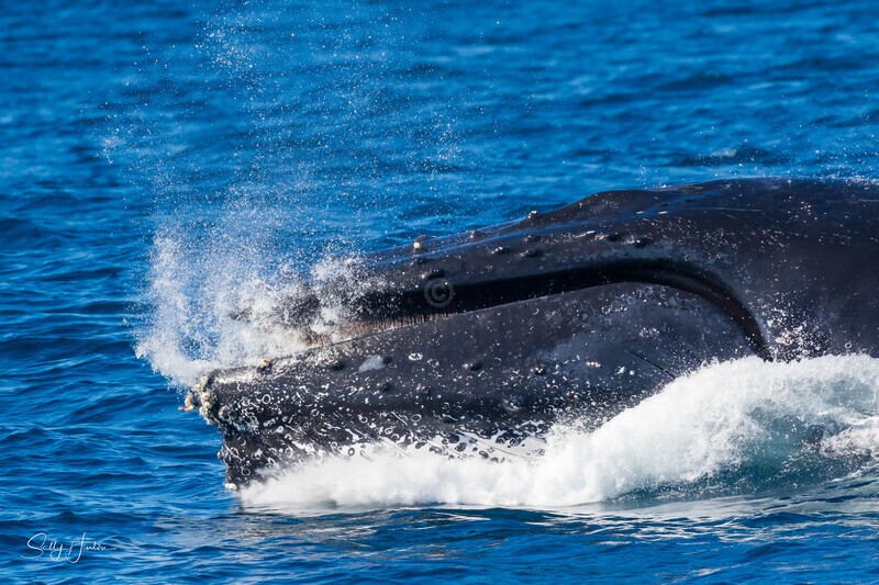 0A3A3444. Head Lunge 2 - 2023 Whale Photos