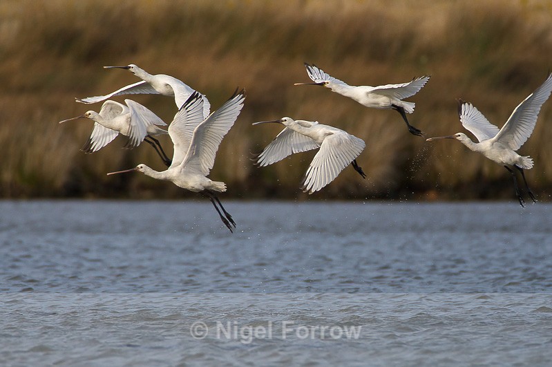 Six Spoonbills taking off from the lagoon - Spoonbill take-off sequence