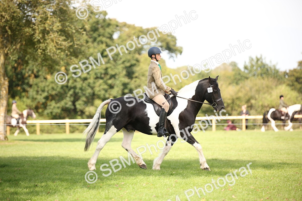 SBM_70067 - S65 - Piebald & Skewbald Horse Ridden