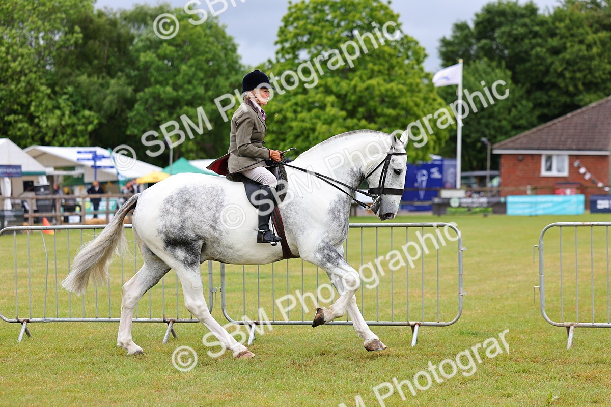 SBM_02501 - Class 9-11 Side Saddle including LIHS Rising Star Ladies Show Horse