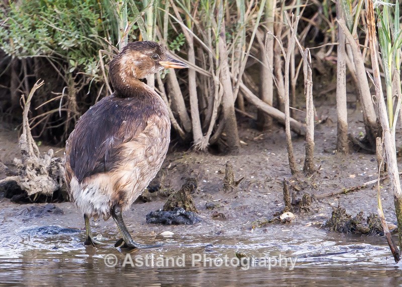 Astland Photography, Bird and Wildlife Images, Susan and Peter Wilson, U.K.