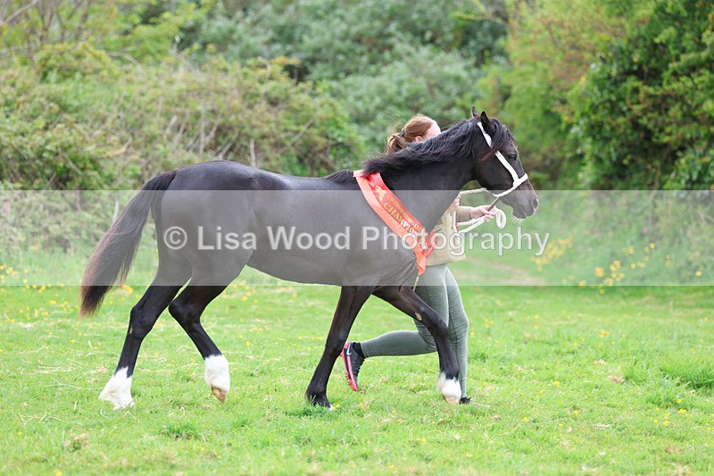 3E7A0947 - In Hand Championship