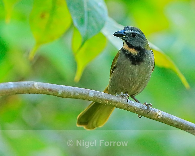 Buff-throated Saltator, Manuel Antonio, Costa Rica - Buff-throated Saltator