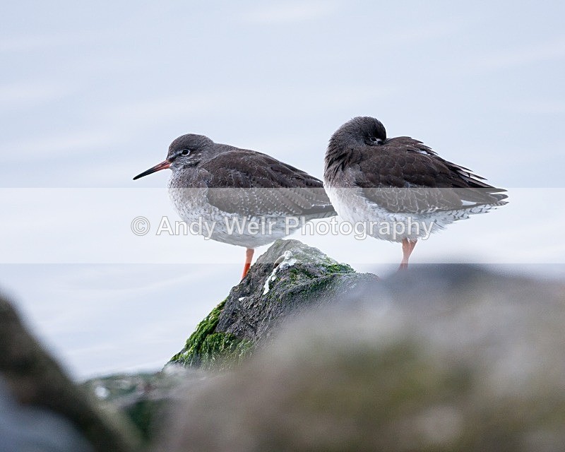 20090104-144 - Redshank