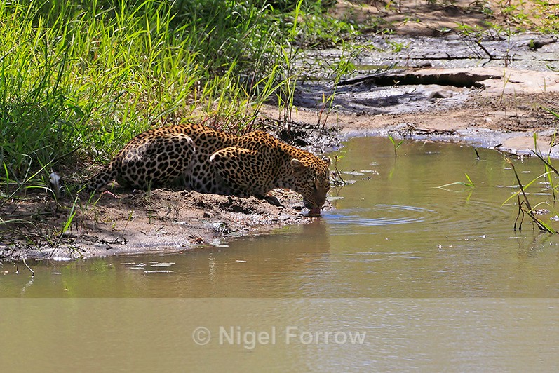 Leopard drinking from a waterhole - Leopard