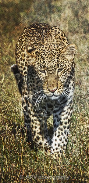 Leopard - DL Size Cards