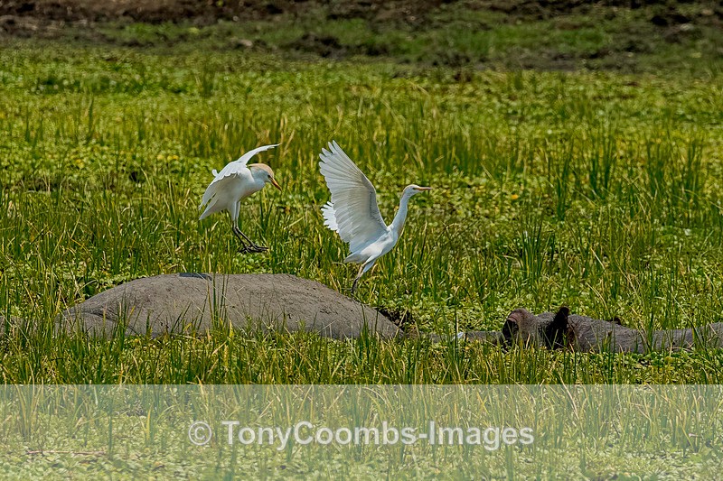 Cattle Egret - Mana Pools ~ The Birds