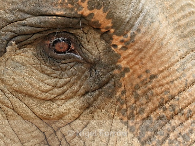 Female Asian Elephant eye, Cambodia - Elephant