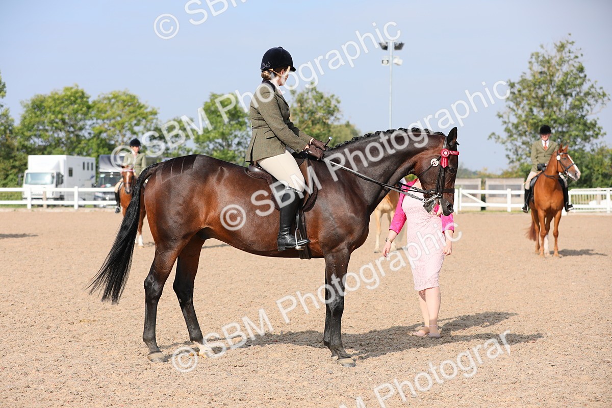 SBM_11382 - Class 305 Ridden Foreign Breeds- Pure Bred