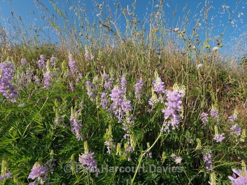 Goat's-rue, Galega, Professor-weed, (Galega officinalis L.) - Flowers in the Landscape - 2
