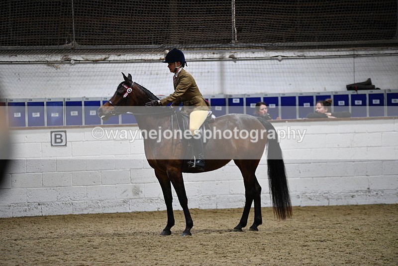 WJ5_8973 - Class 15 Ridden Show Horse