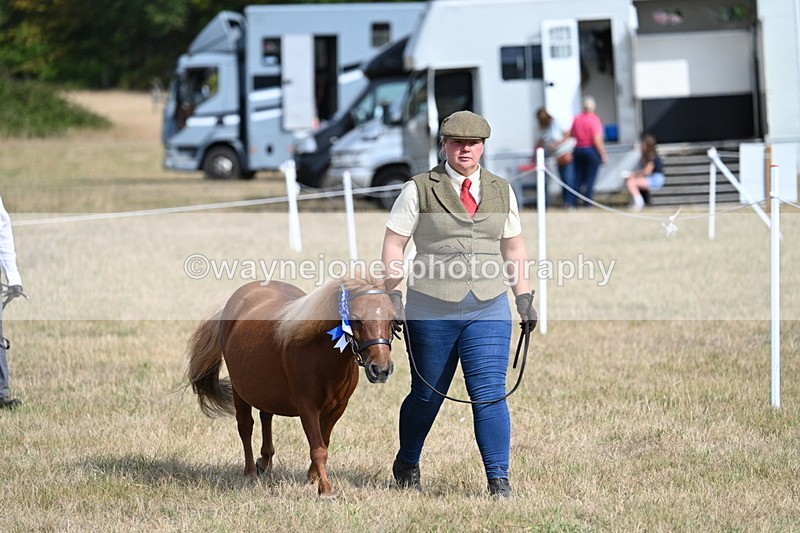 WJ7_8013 - In-hand Championship