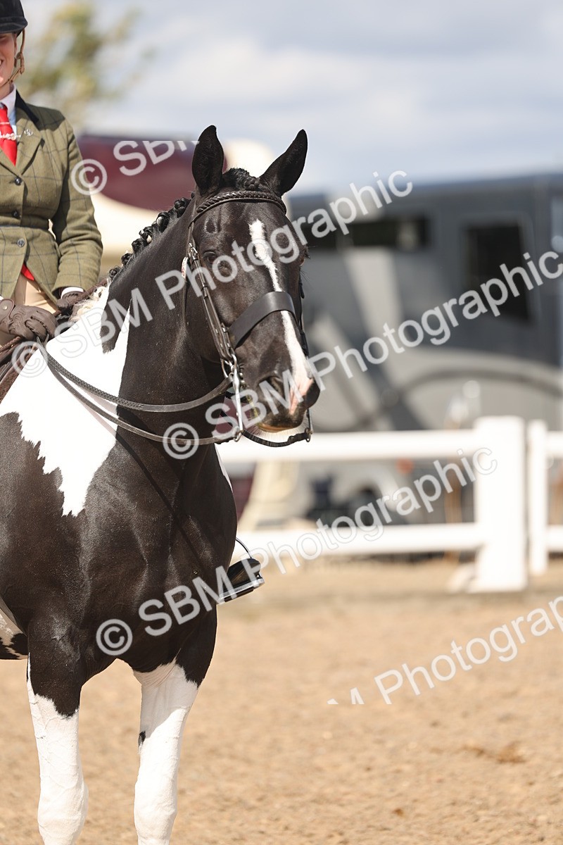SBM_14790 - Class 308 - Ridden Coloured Horse