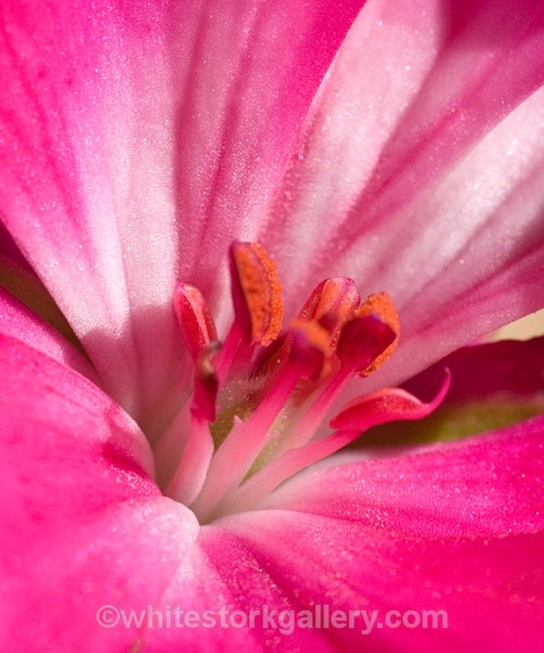 Pink Flower - Up Close !