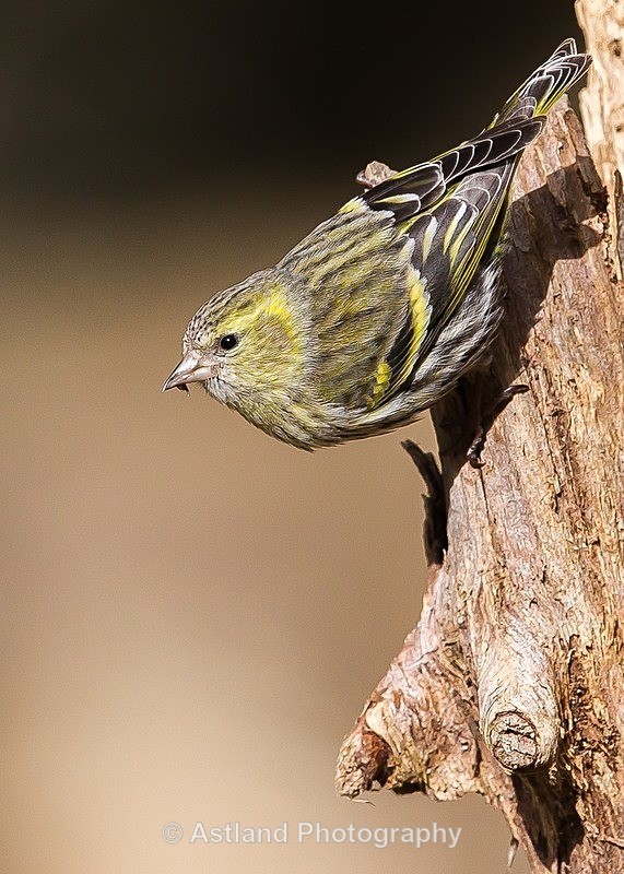 Astland Photography, Bird and Wildlife Images, Susan and Peter Wilson, U.K