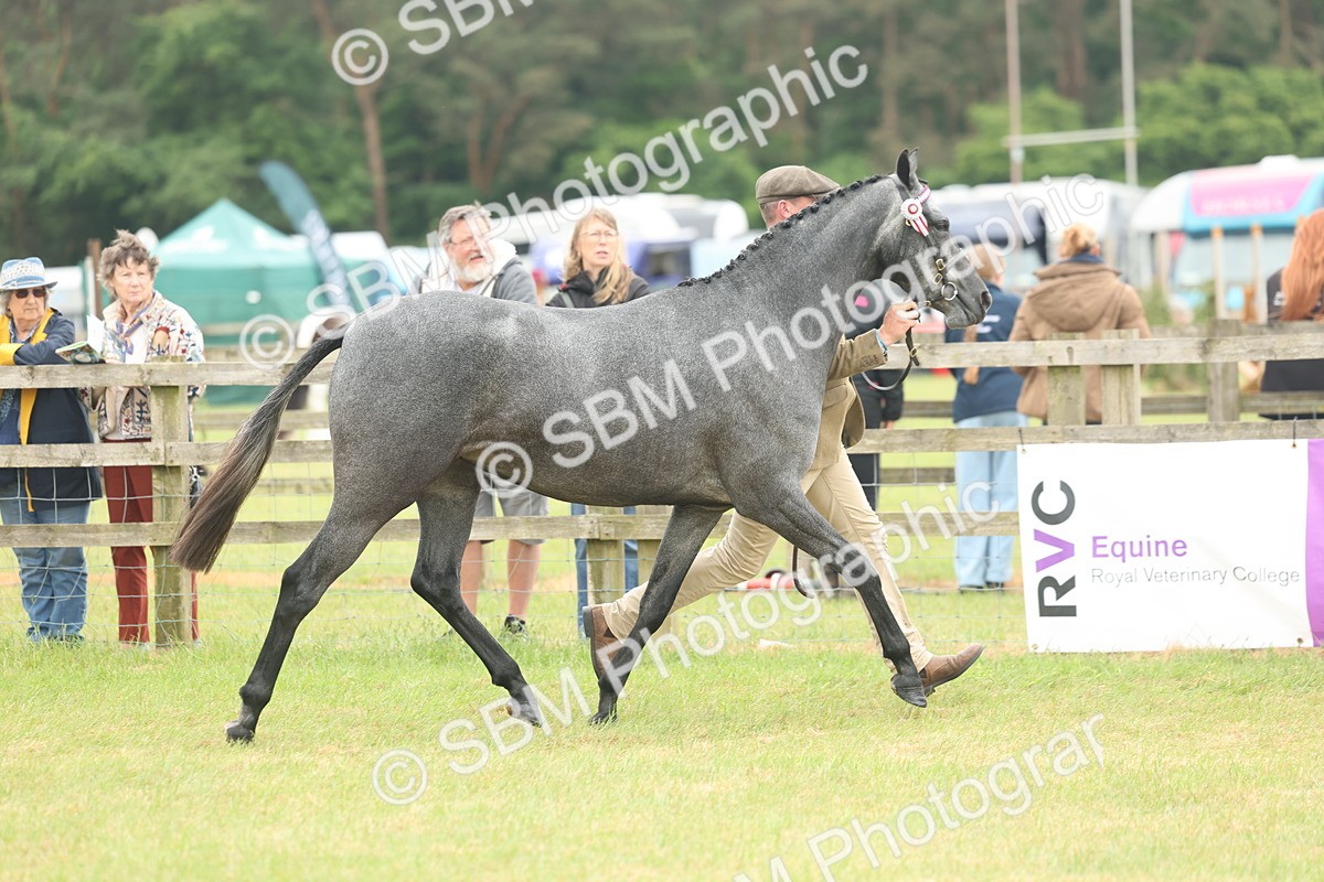 SBM_05561 - Class 68-73 - Riding Pony Breeding