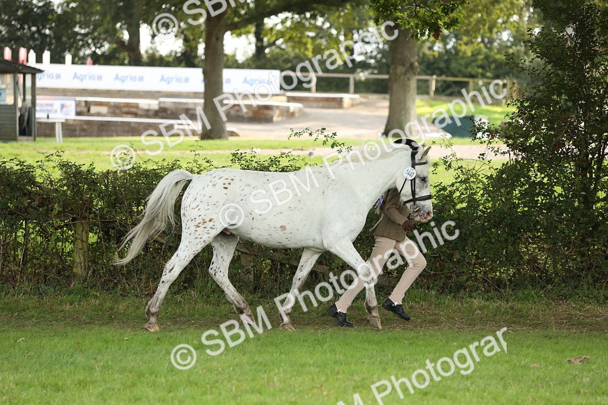 SBM_62746 - S46 - Mountain & Moorland In Hand Small Breeds
