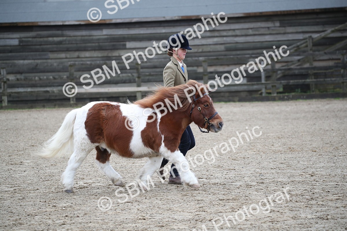 SBM_004107 - Class 1-4 - Young Stock classes Inc. In Hand Championship