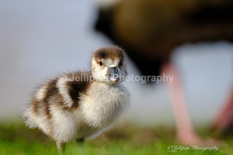  - Wildlife and Nature