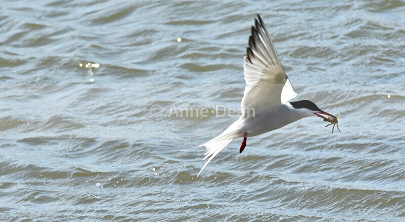Lunch at last - More wonderful terns and a gorgeous kestrel for good measure