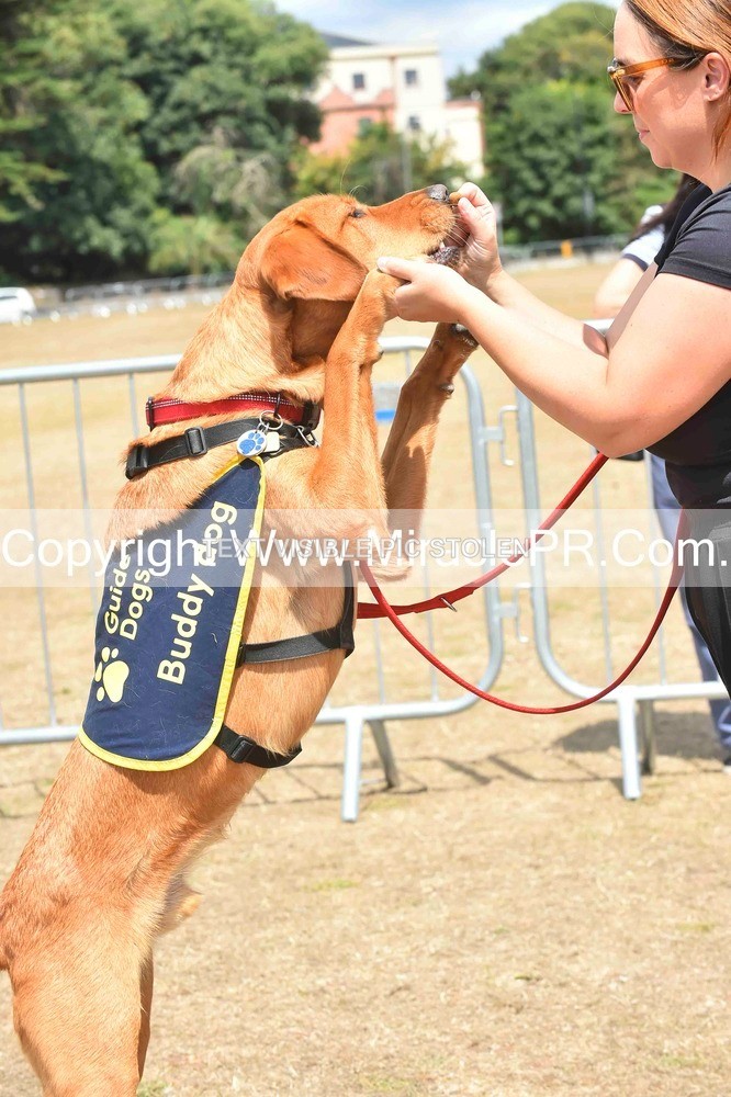 SH4_0225 - Dog show.