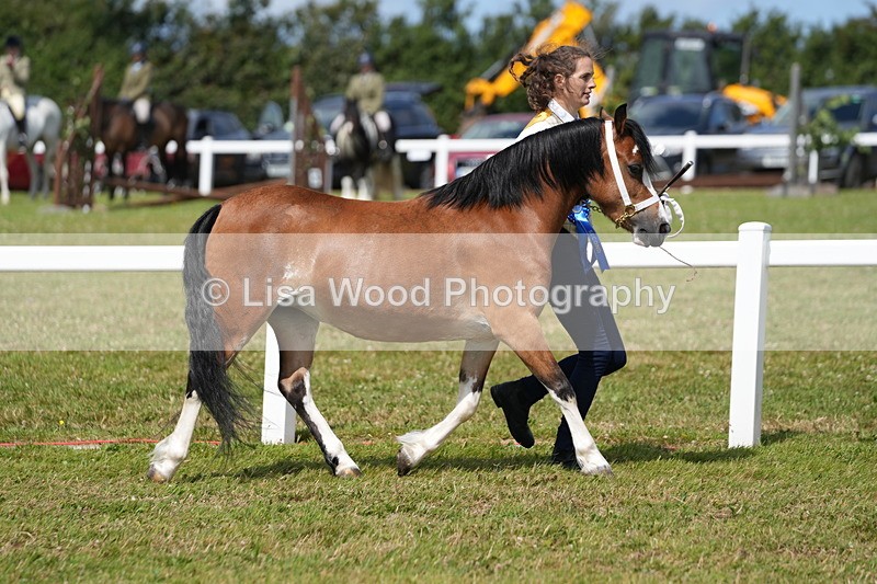 DSC05644 - Class 50: NPS M&M 4 years and over Small Breeds