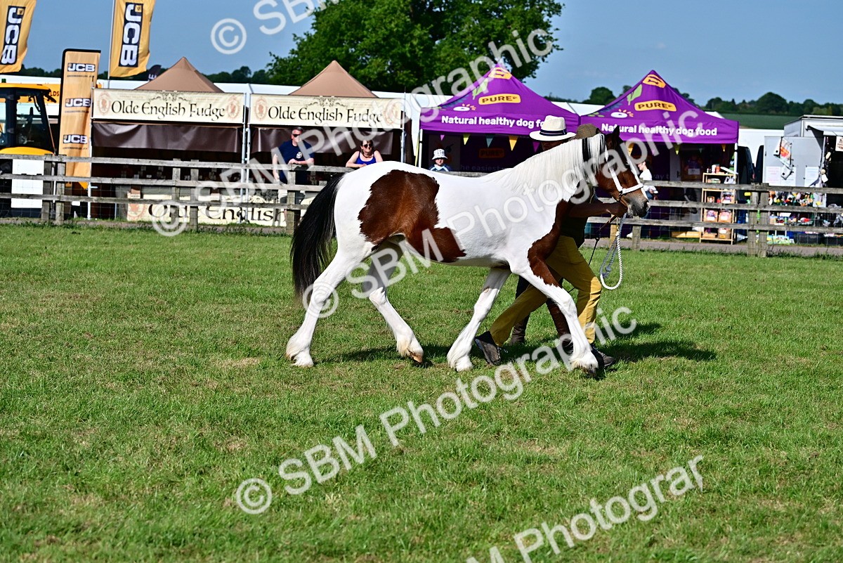 SBM_10029 - Class 63-65 - Traditional Gypsy Cobs In Hand & Ridden