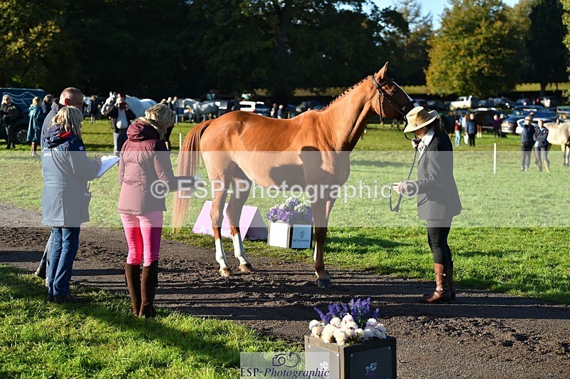 231022-093034-21839 - 607-RICO.III-Alison.Stewart-TrotUp+SJ