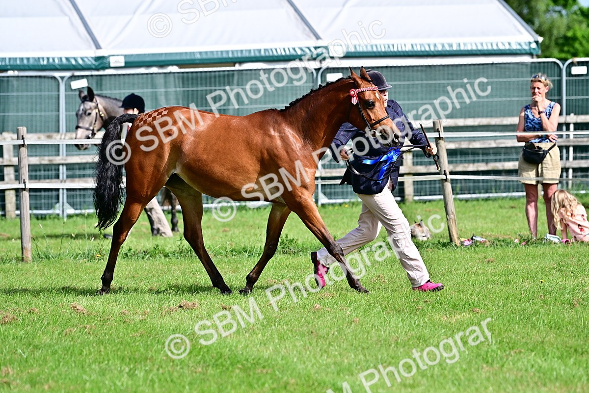 SBM_01101 - Class 46-49 - Arab and Part Bed-Anglo Arab In Hand