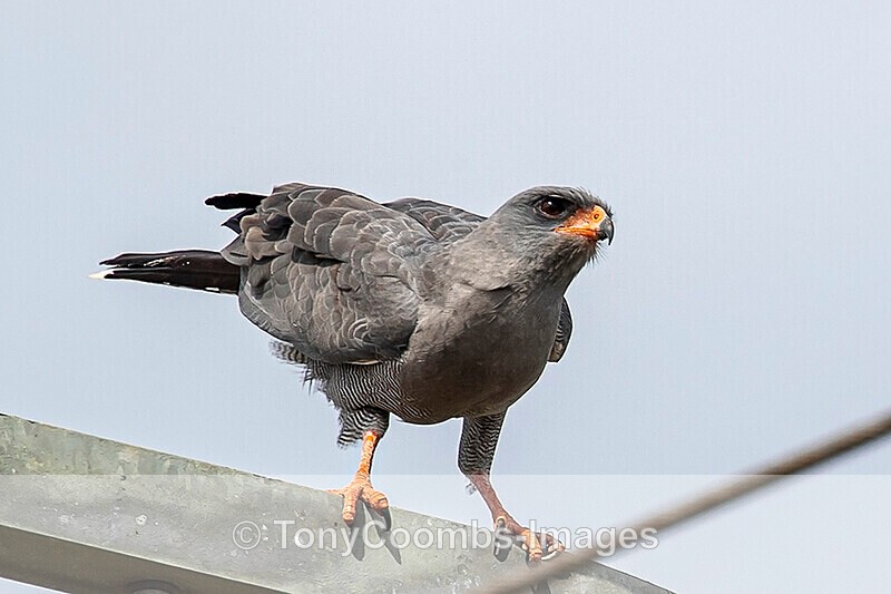 Dark Chanting Goshawk - The Gambia