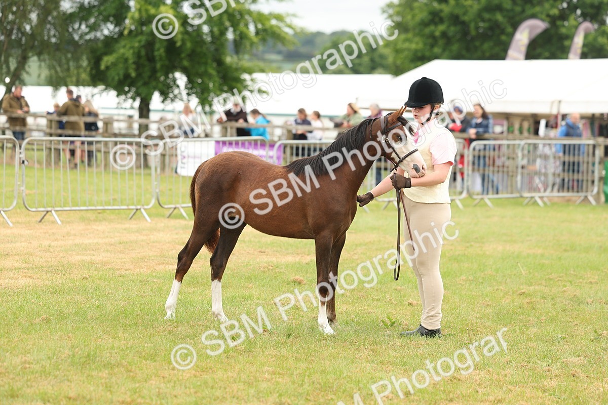 SBM_02178 - Class 50-57 - M&M Welsh Pony In Hand