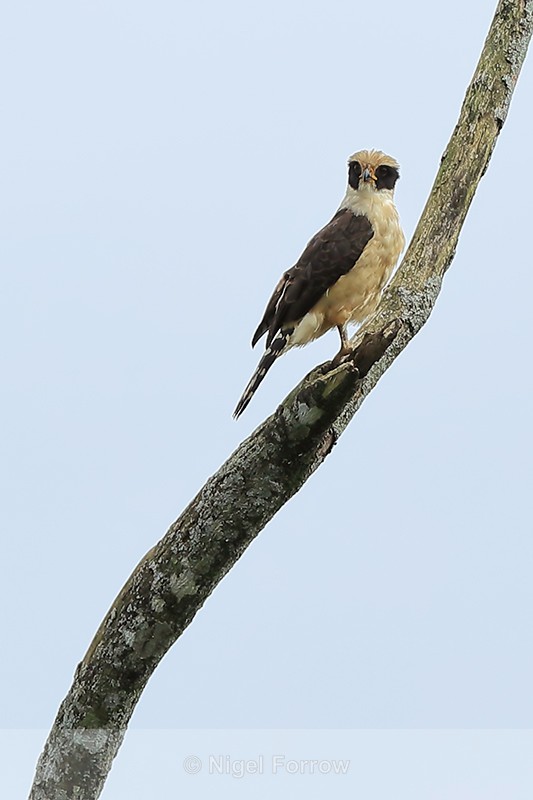 Laughing Falcon perched, Costa Rica - Laughing Falcon