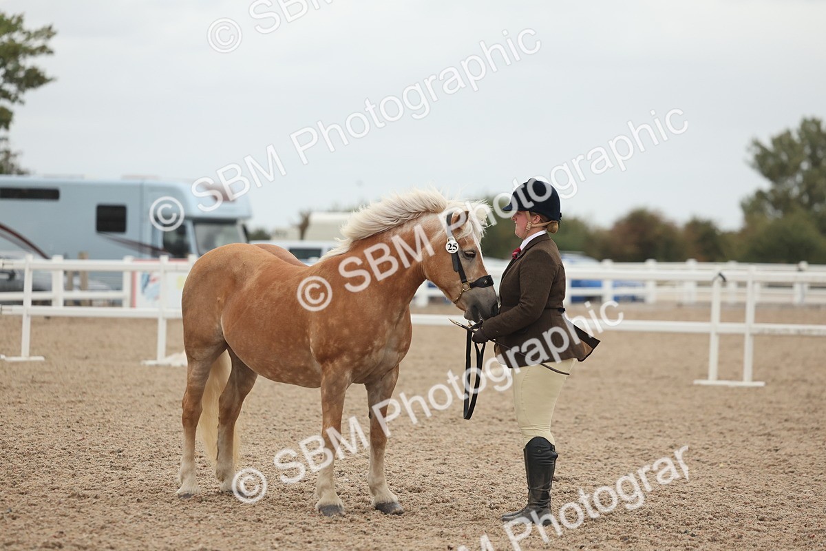 SBM_19379 - Class 317 - IH Pure Bred Horse-Pony