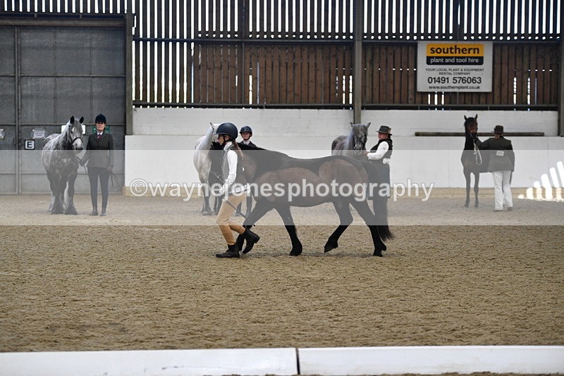 WJ5_4195 - Class 6 In hand M&M - Large Breeds