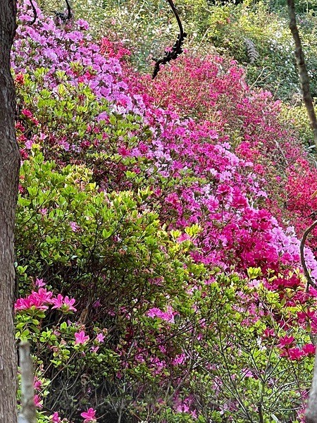 Azaleas In Cheerio Gardens - NEW GALLERY AS A SOUTH AFRICAN RESIDENT