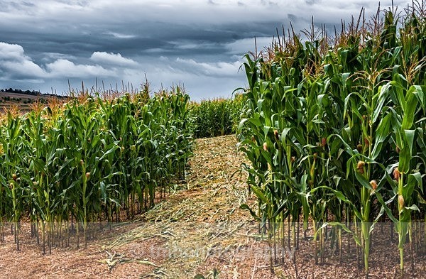 Maze - Yorkshire Countryside