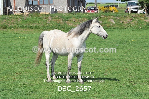 DSC_2657 - ARCHIVE REQUEST - Quincy and Guinness