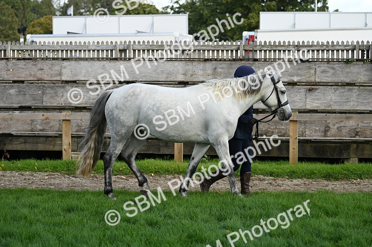SBM_24953 - S5 - Novice & Newcomer In hand