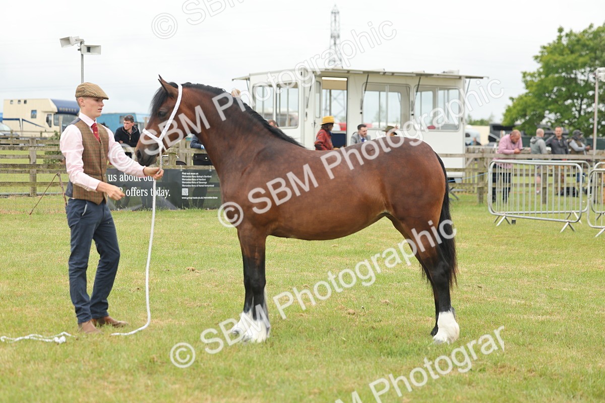 SBM_04827 - Class 50-57 - M&M Welsh Pony In Hand