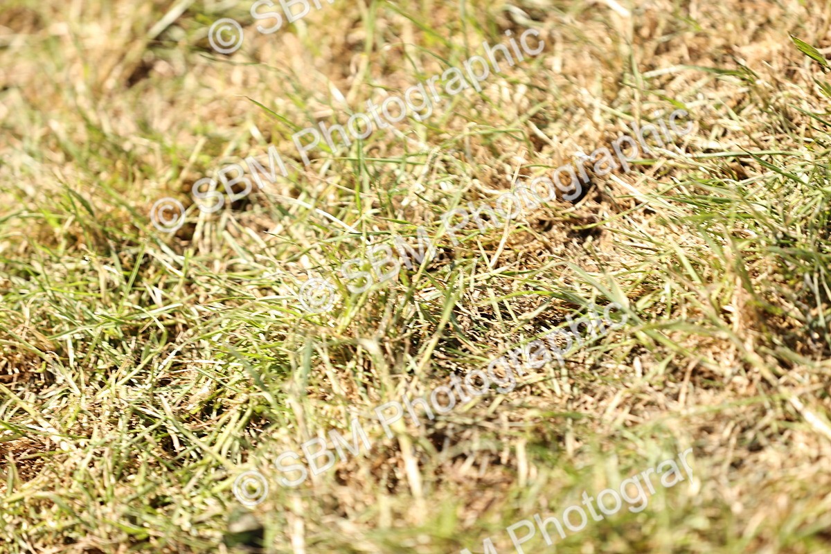 SBM_14769 - Class 88-89 - LIHS BSHA Rising Star of Ridden Hunter Type